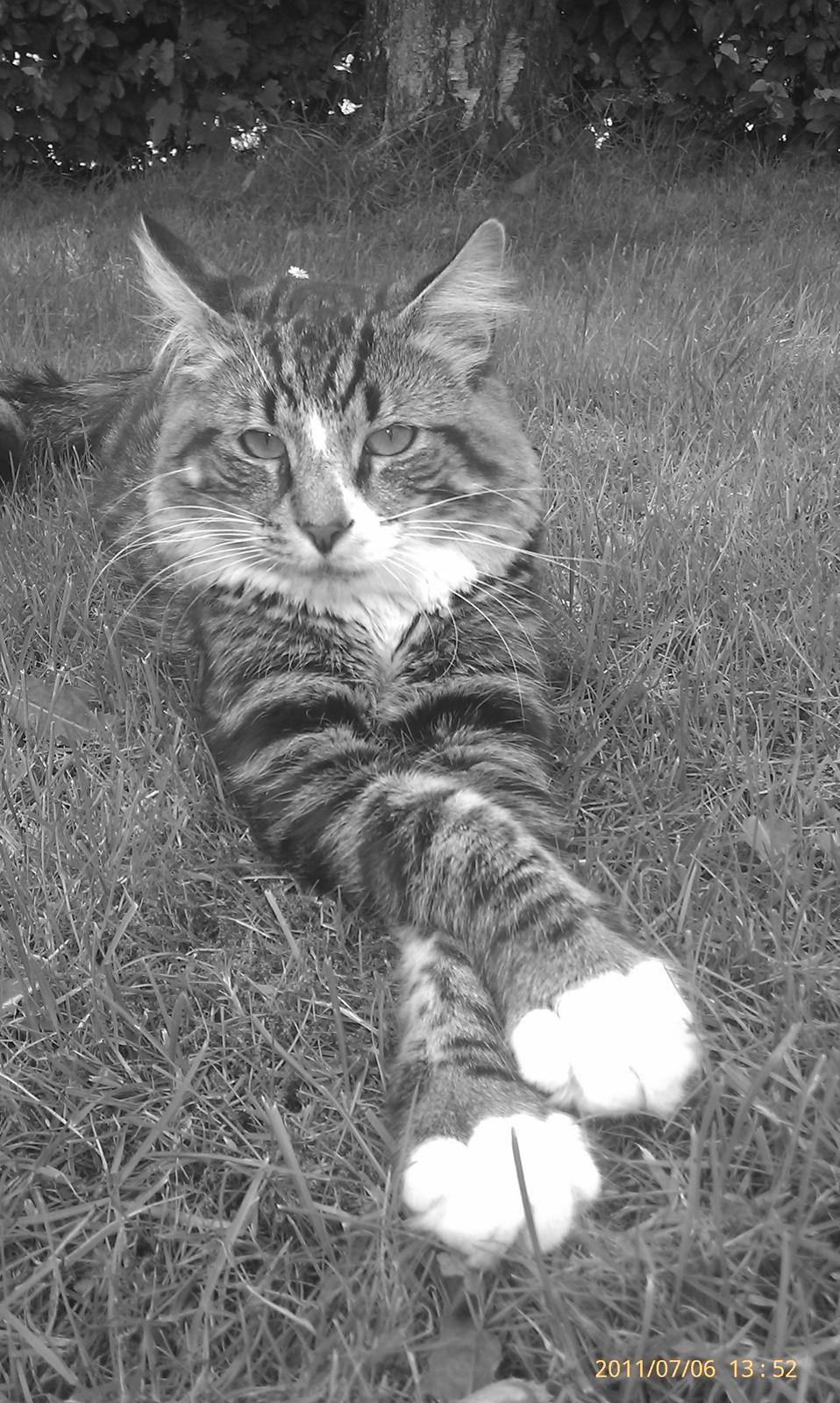 Norsk Skovkat Miv - Sommeren 2011....  billede 9