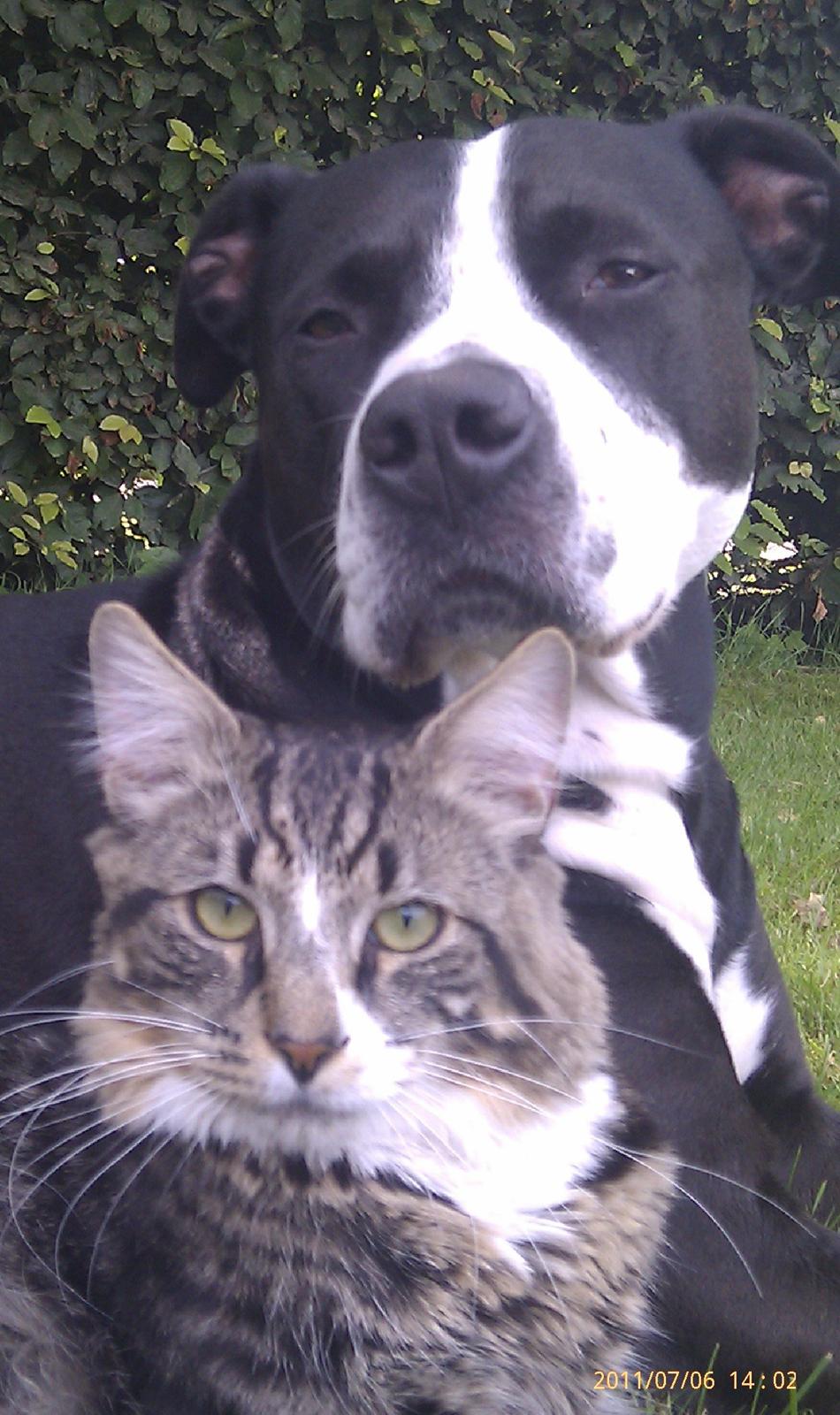 Norsk Skovkat Miv - Min buddy Diva.... :-) billede 10