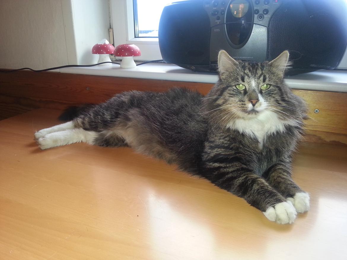 Norsk Skovkat Miv - December 12`.... billede 11