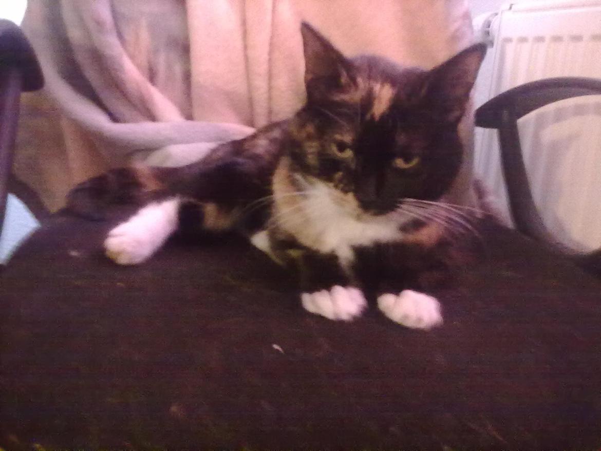 Huskat Sascha billede 3