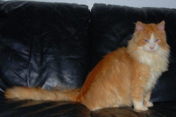 Maine Coon Merlin billede 1