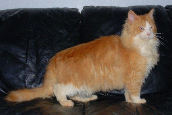 Maine Coon Merlin billede 2