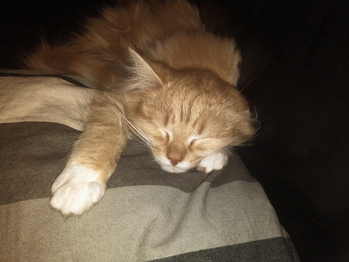 Blanding af racer Elvira billede 4