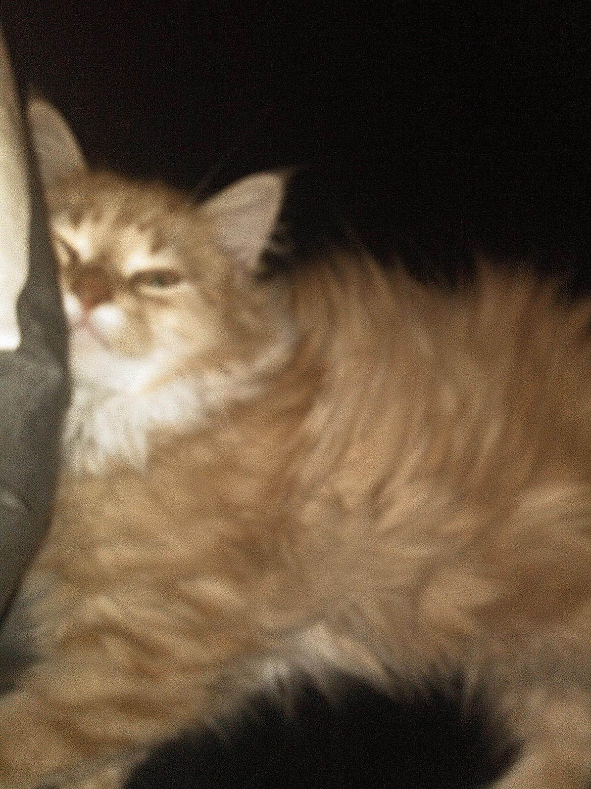 Blanding af racer Elvira billede 5