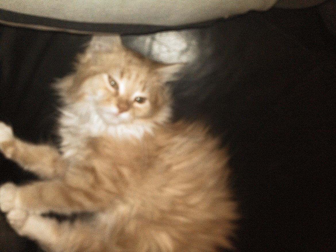 Blanding af racer Elvira billede 6