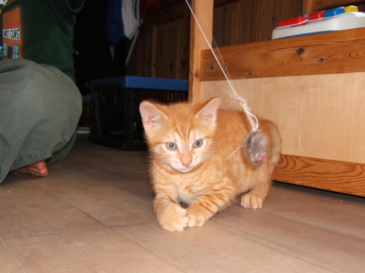 Blanding af racer Garfield billede 1