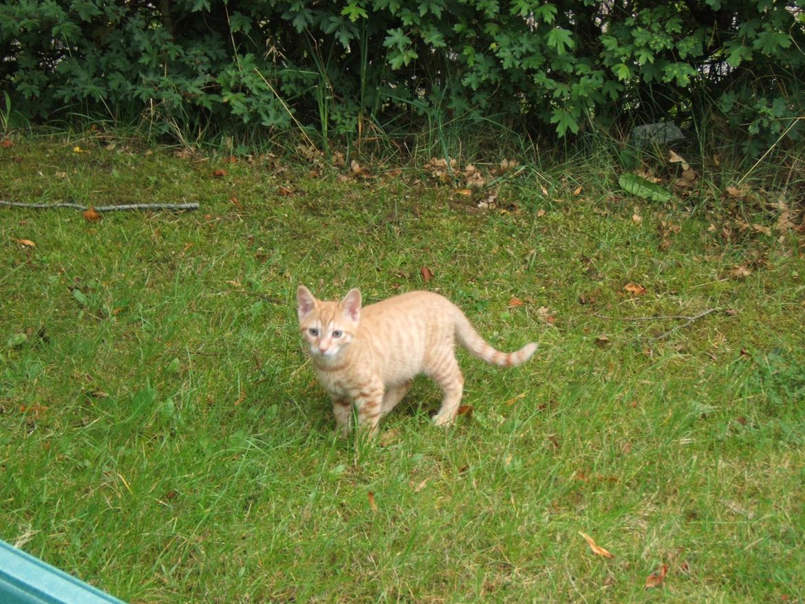 Blanding af racer Garfield billede 2