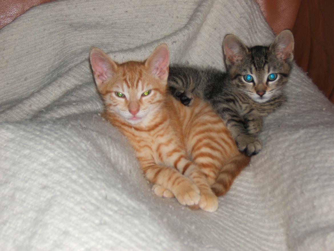 Blanding af racer Garfield - Garfield og han desværre døde bror Futte billede 3