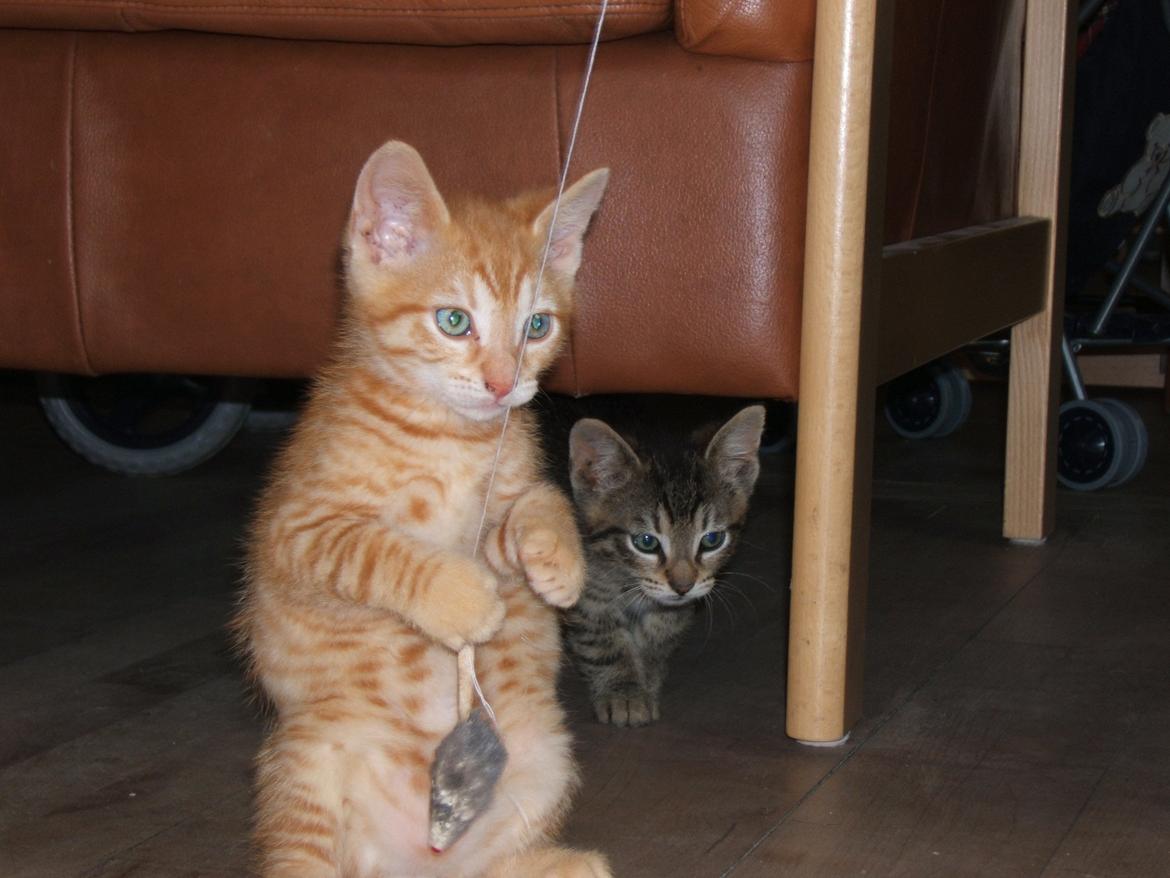 Blanding af racer Garfield billede 4