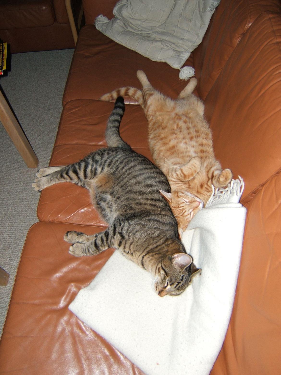 Blanding af racer Garfield - Det er yderst hårdt at være kat.... billede 5