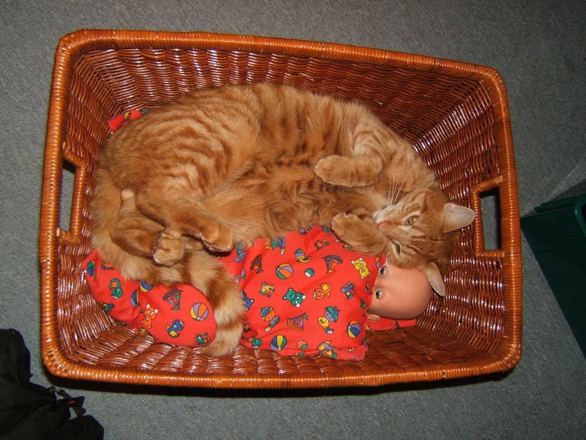 Blanding af racer Garfield - Er dukken sød?? billede 6