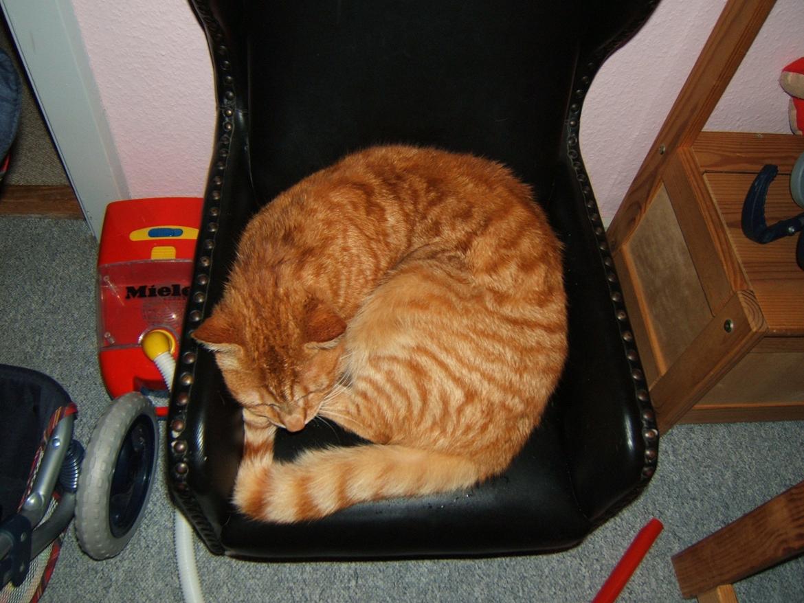 Blanding af racer Garfield billede 7