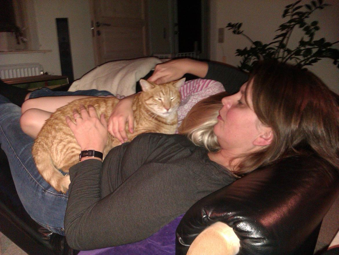 Blanding af racer Garfield billede 8