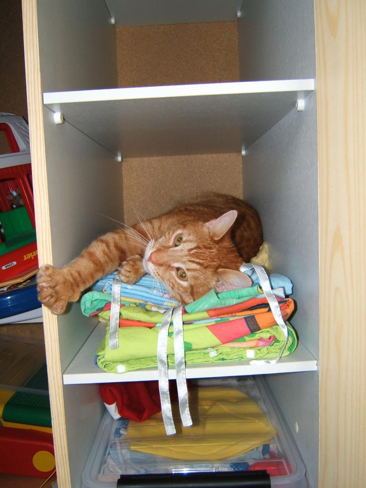 Blanding af racer Garfield - Hvordan kom du op på anden hylde i mit gamle skab Garfield? billede 9