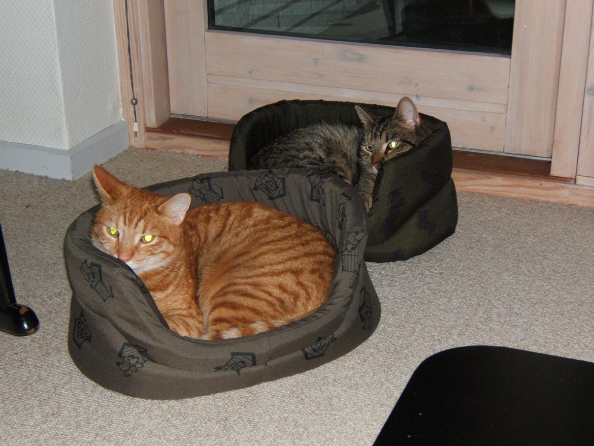 Blanding af racer Garfield - Endelig sover du i din seng i stedet for alle de mærkelige steder billede 10