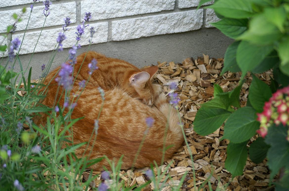 Blanding af racer Garfield billede 11