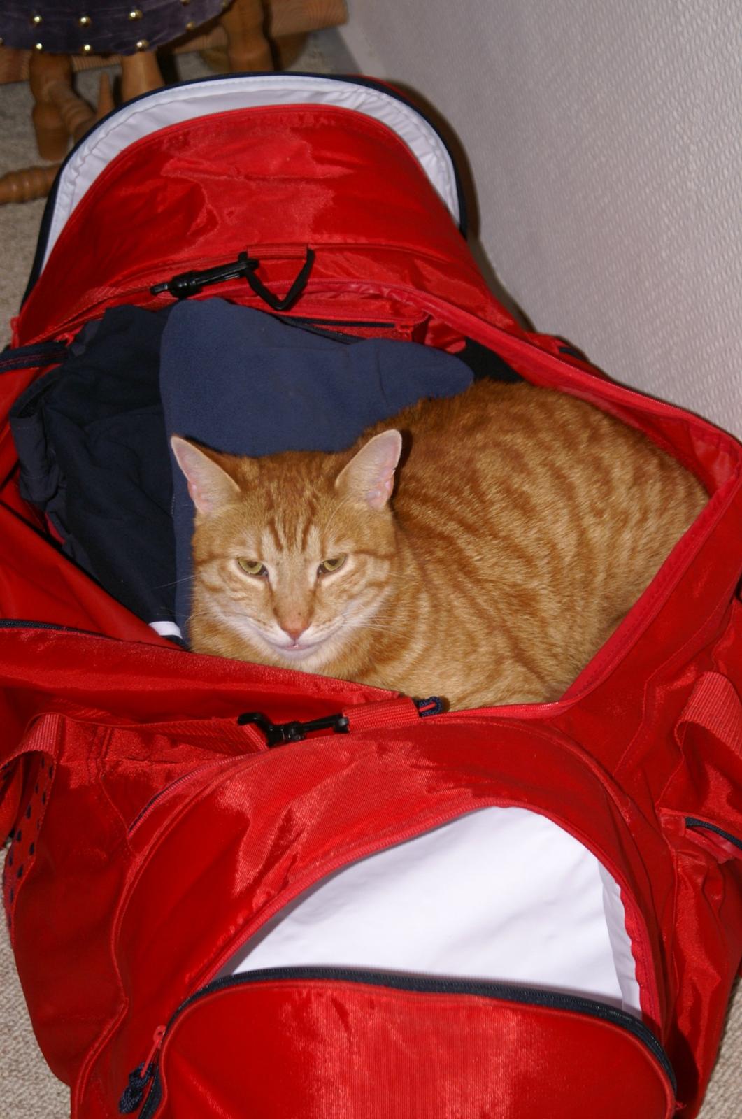 Blanding af racer Garfield - Næste gang vil jeg altså med! billede 12