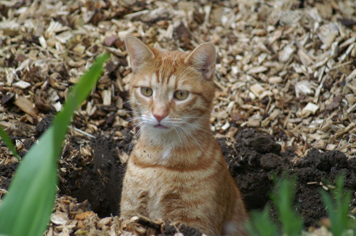 Blanding af racer Garfield billede 13