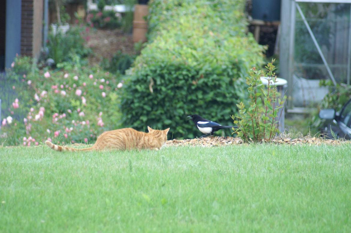 Blanding af racer Garfield - Min lille jæger billede 14
