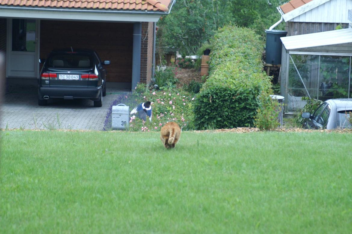 Blanding af racer Garfield - Min lille jæger igen....bare i auktion!! billede 15