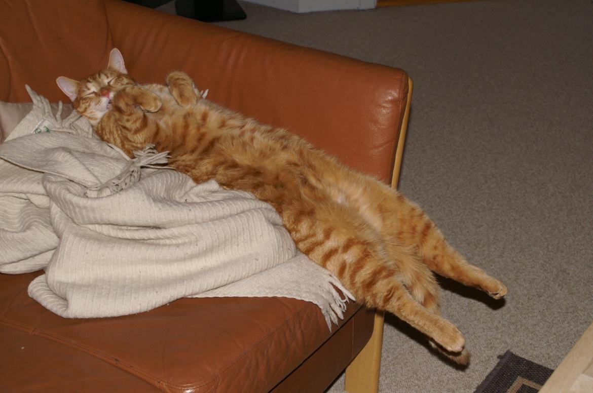 Blanding af racer Garfield - Ligger man godt Garfield? billede 17