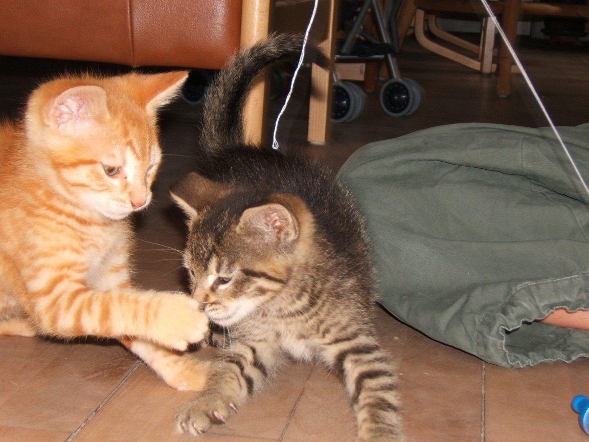 Blanding af racer Garfield - De to brødre som kilinger mens de leger billede 18