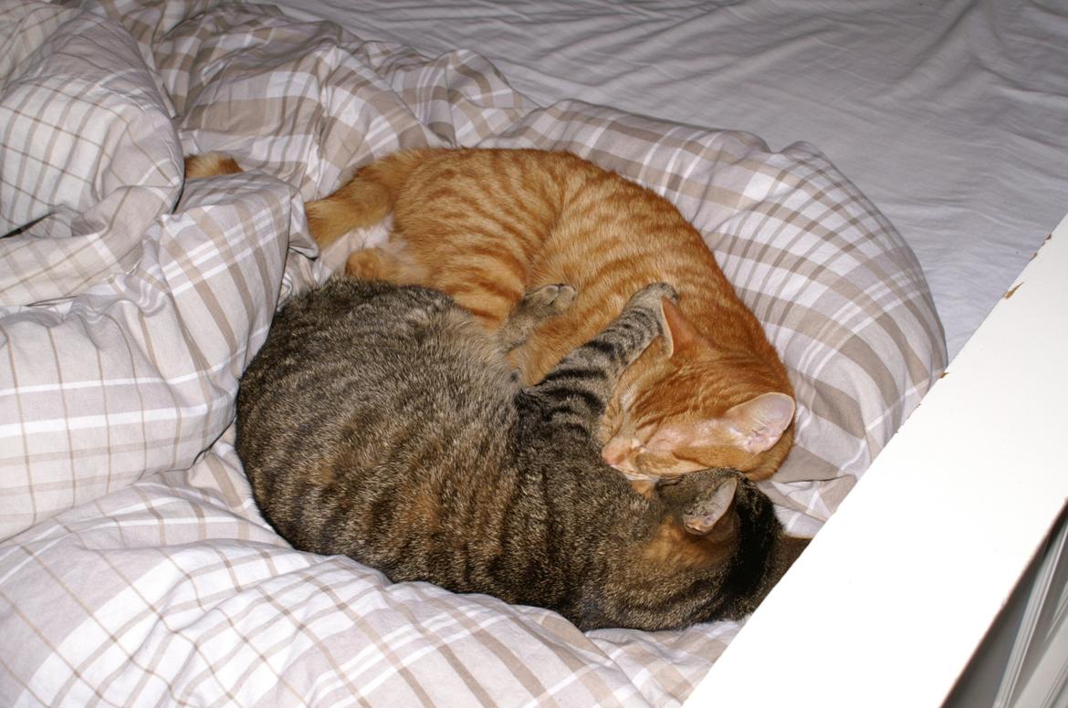 Blanding af racer Garfield - De er tre ting sammen brødre venner og bedste venner! billede 19