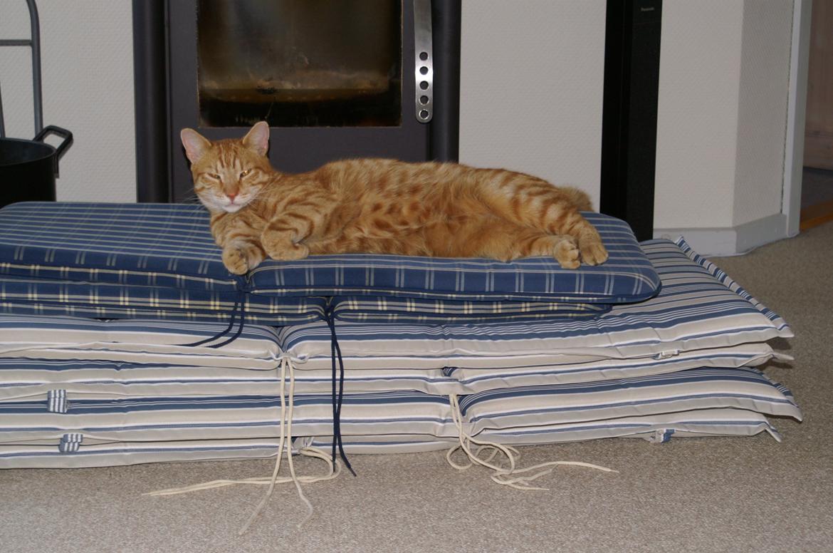 Blanding af racer Garfield billede 20