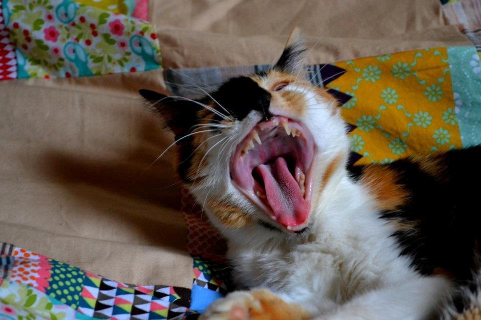 Huskat Mille billede 1