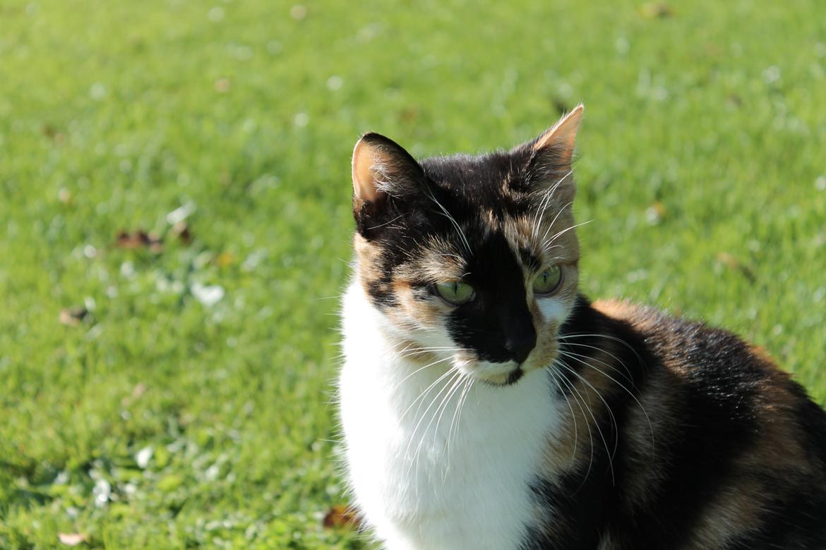 Huskat Mille billede 18