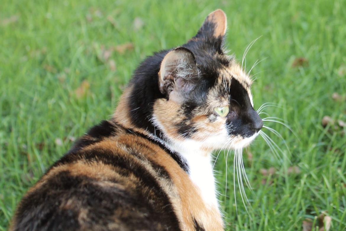 Huskat Mille billede 2