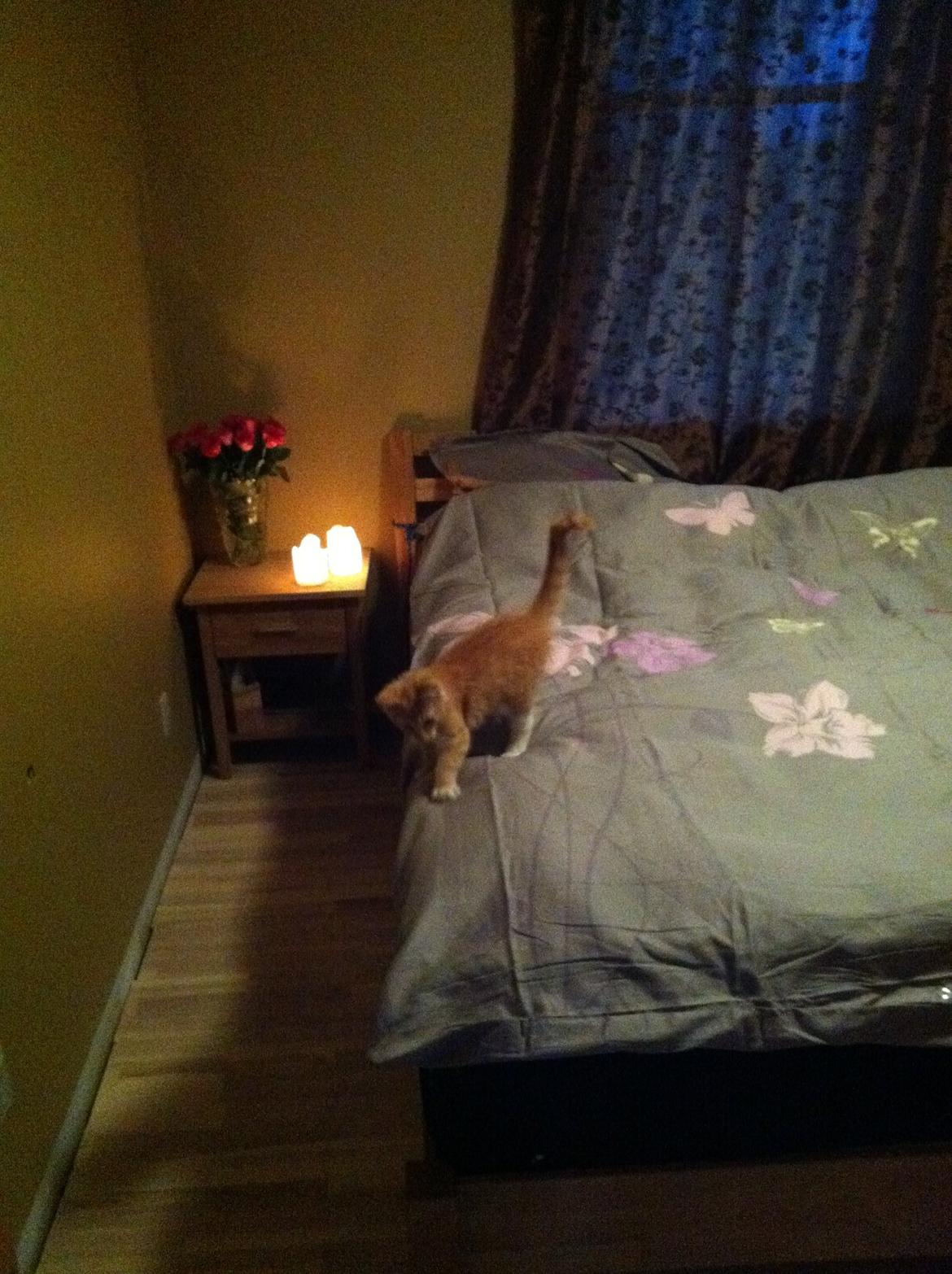 Blanding af racer Nissan - Den bedste overraskelse i mit liv tror jeg <3 billede 1