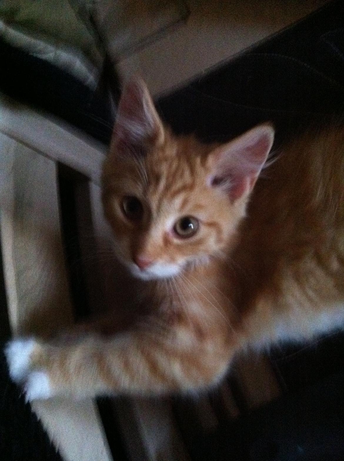 Blanding af racer Nissan - Min lille baby billede 2