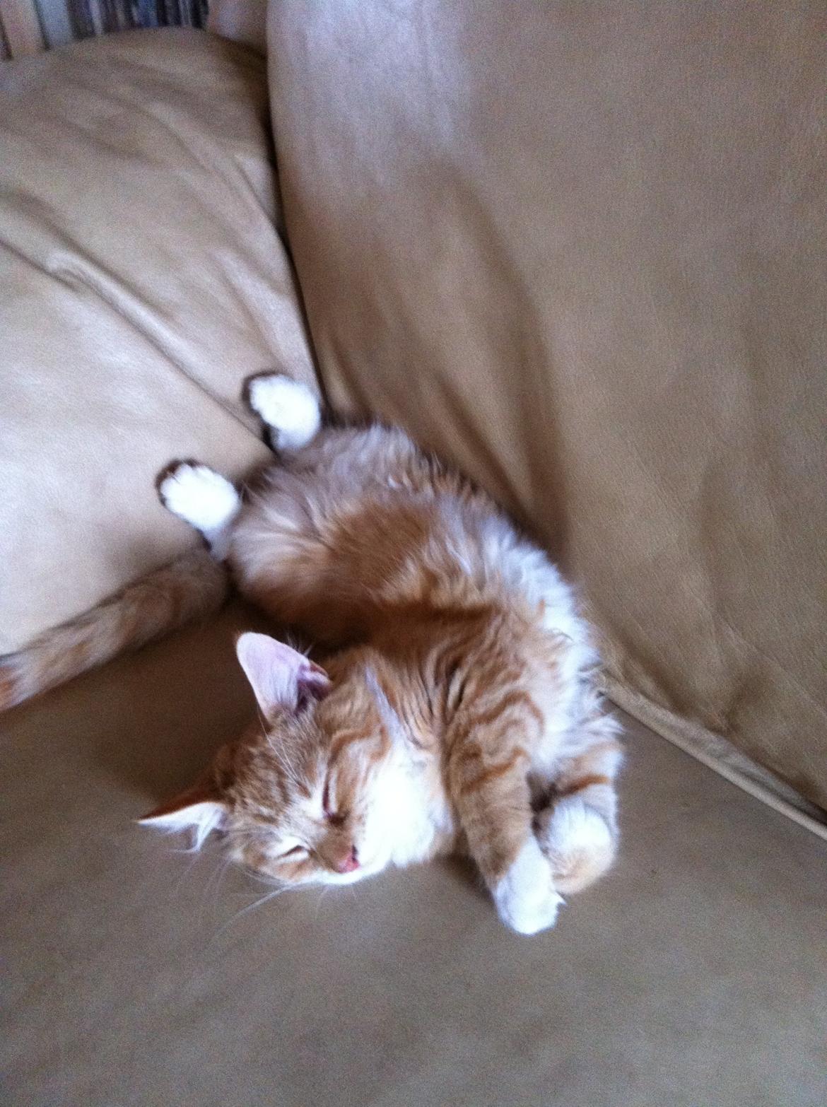 Blanding af racer Nissan - Han sover stadig som en mongol :) billede 3