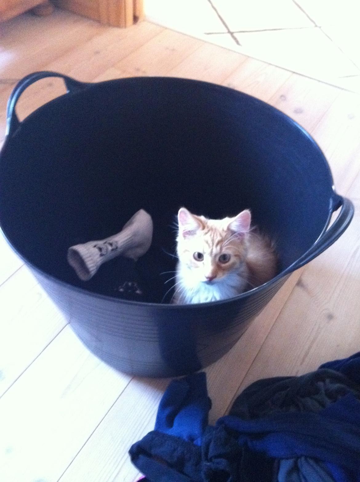 Blanding af racer Nissan - Så fandt jeg ham :) billede 4