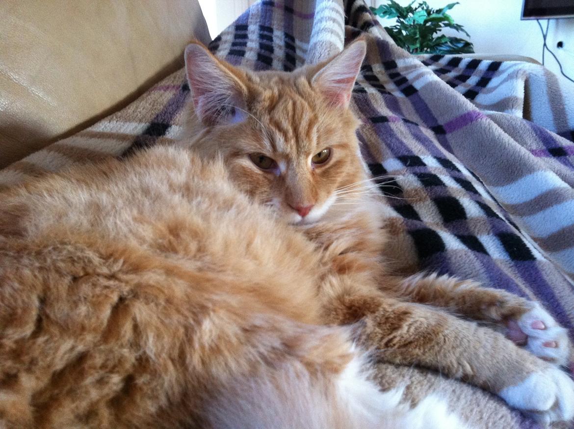 Blanding af racer Nissan - Så lækker ! billede 5