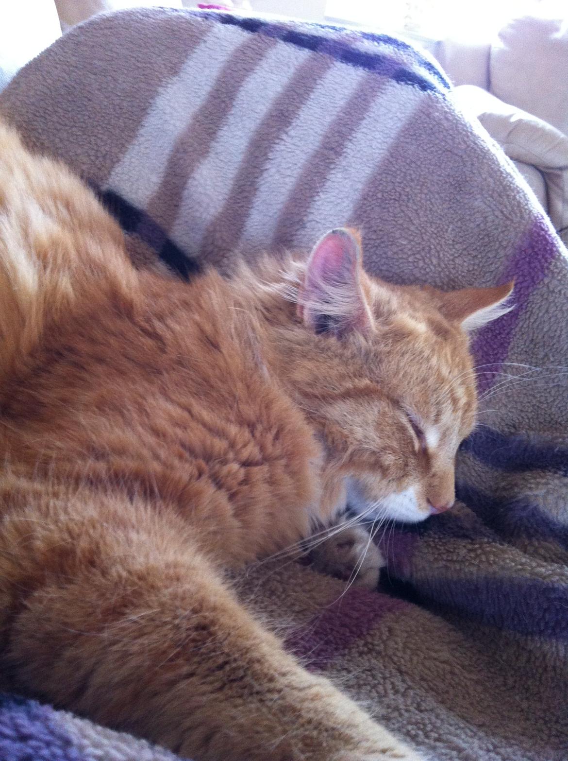 Blanding af racer Nissan - Putter ved mor <3 billede 6