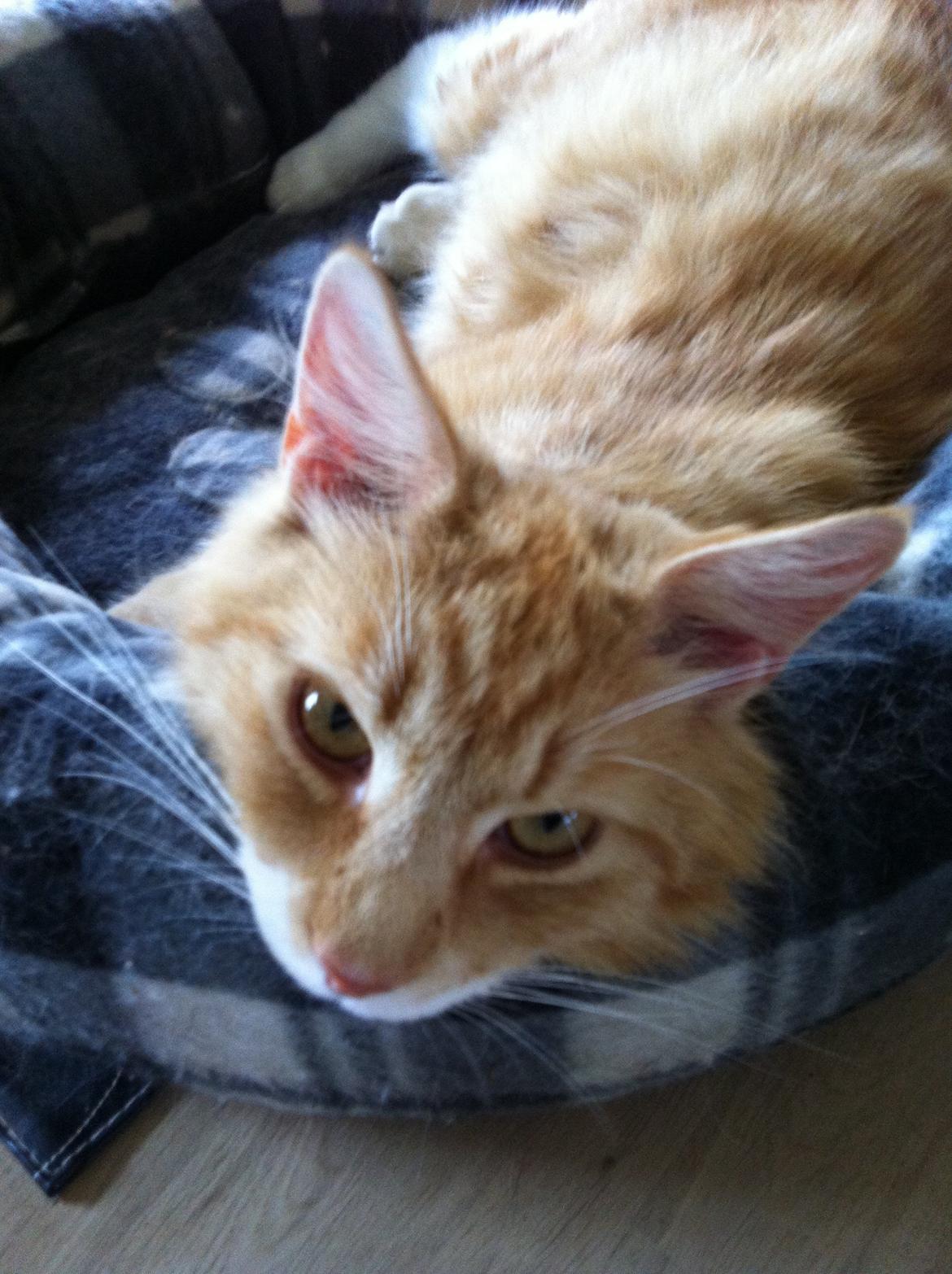 Blanding af racer Nissan billede 7