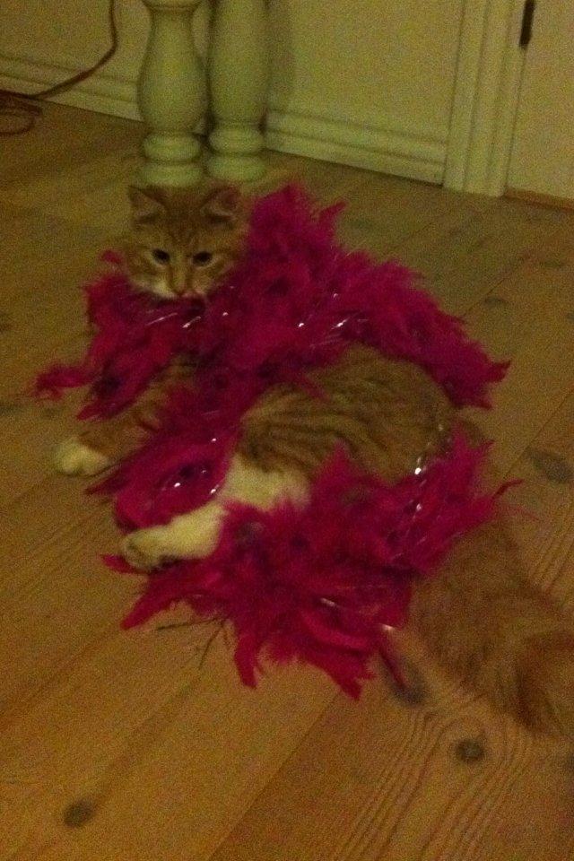 Blanding af racer Nissan - Lille homo miss ;) billede 8