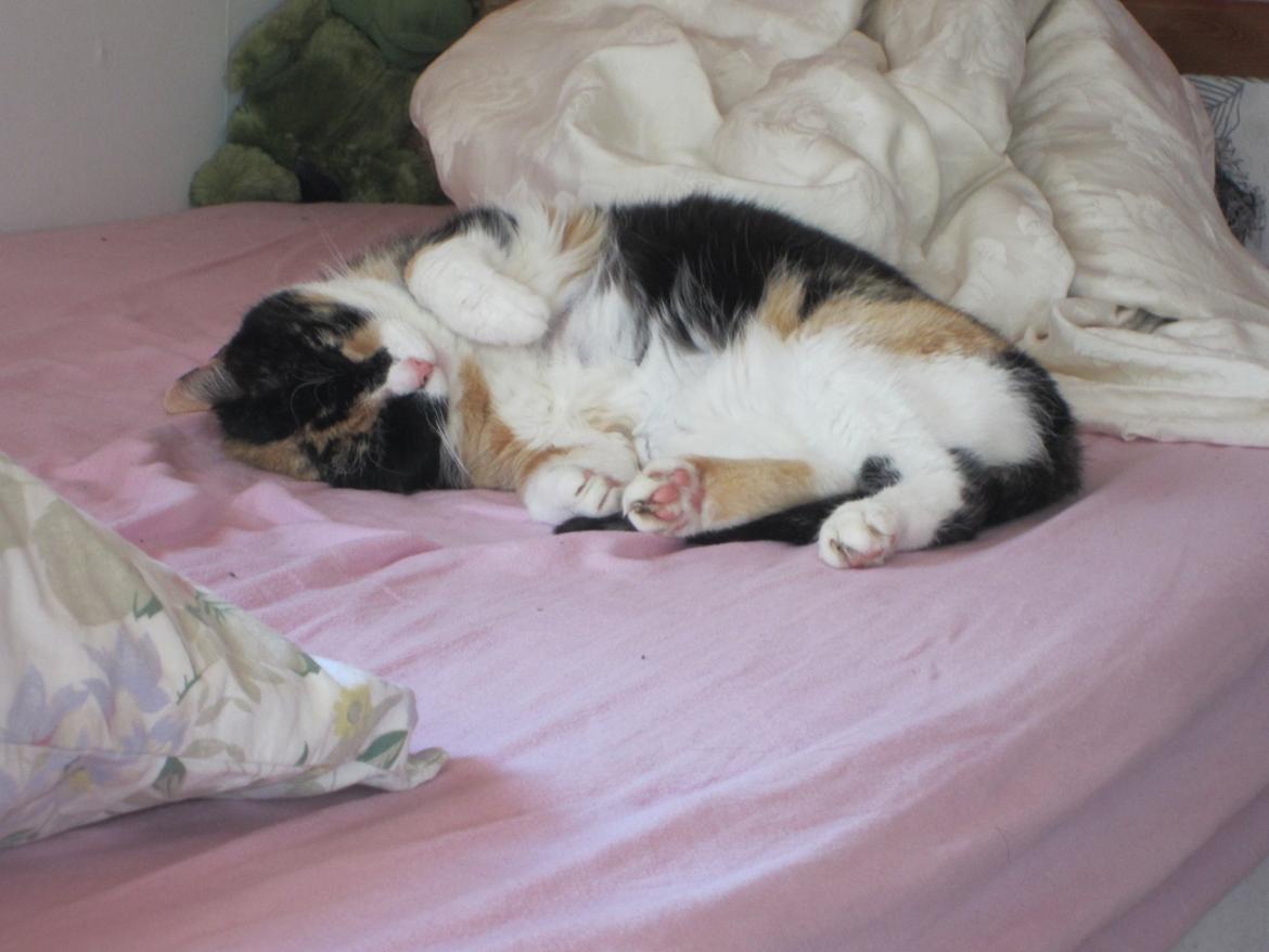 Huskat Trunte missen - ligger og putter i min seng:) billede 1