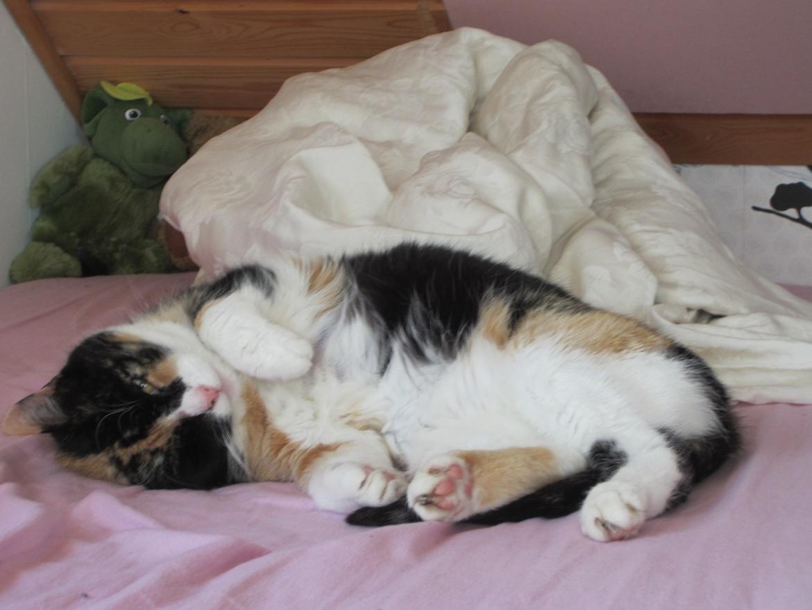 Huskat Trunte missen billede 2