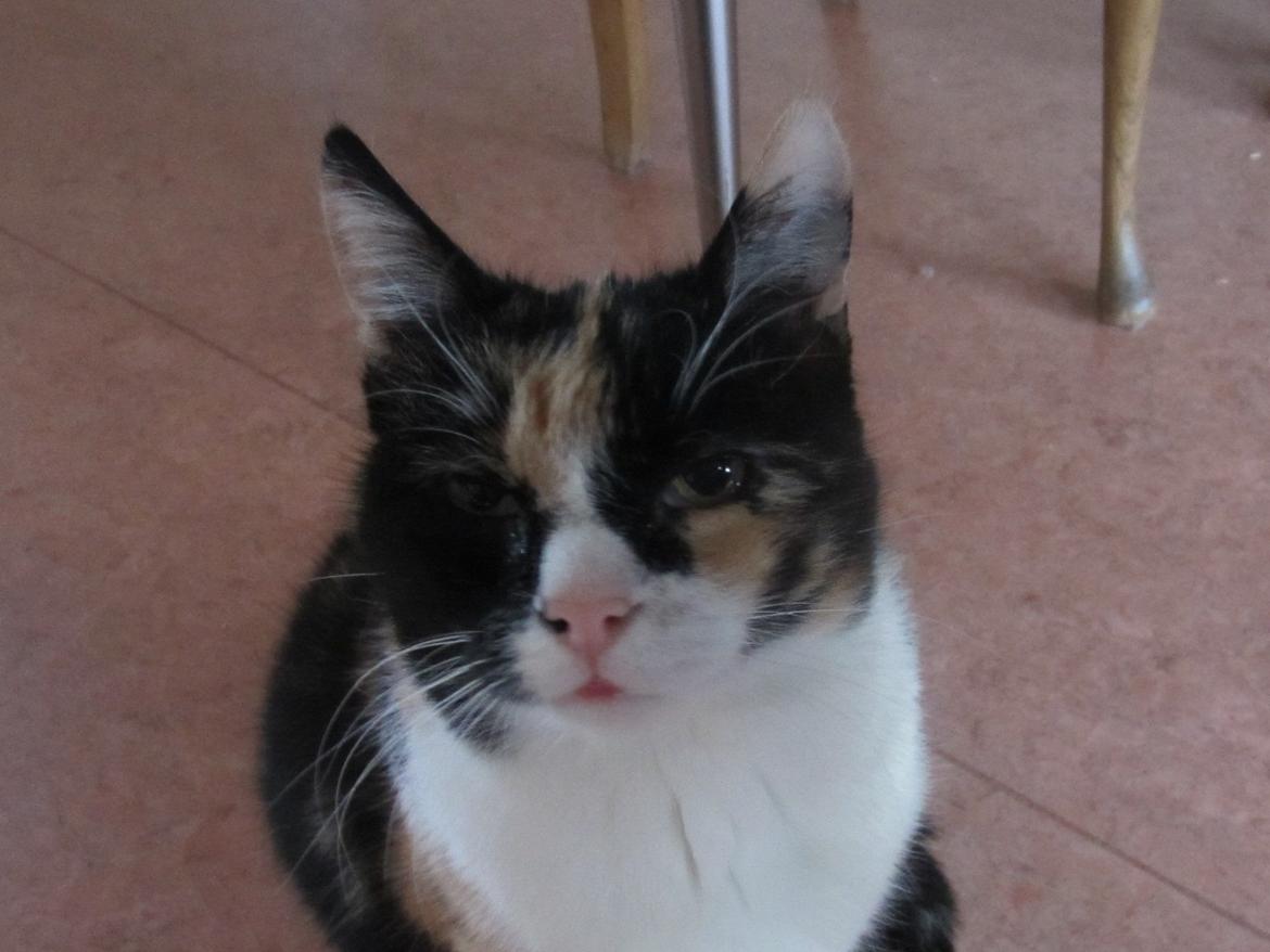 Huskat Trunte missen billede 5