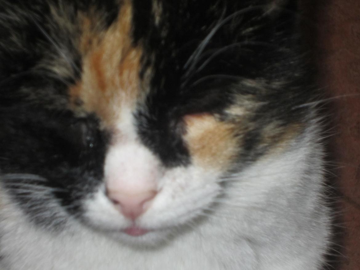 Huskat Trunte missen billede 6