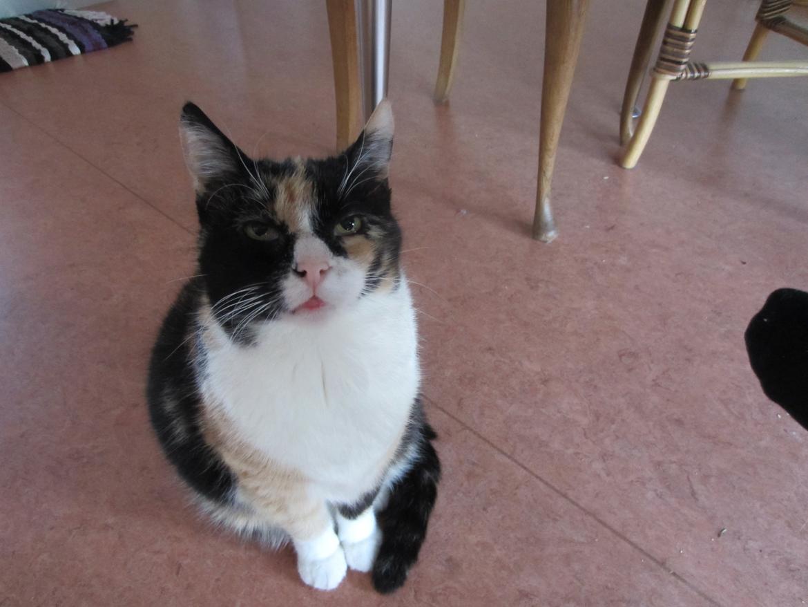 Huskat Trunte missen billede 7