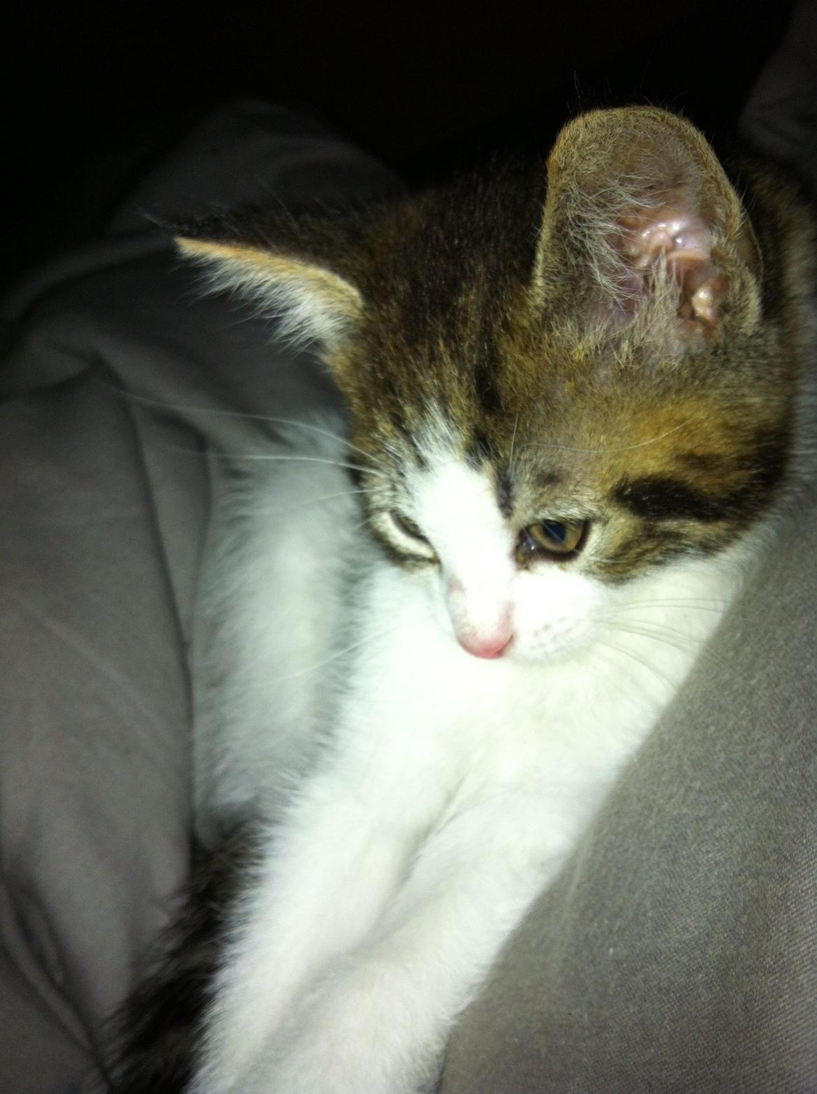 Blanding af racer Patrol billede 1