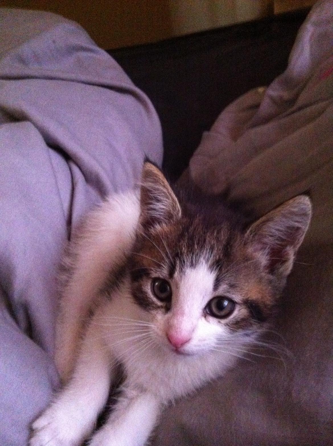 Blanding af racer Patrol billede 2