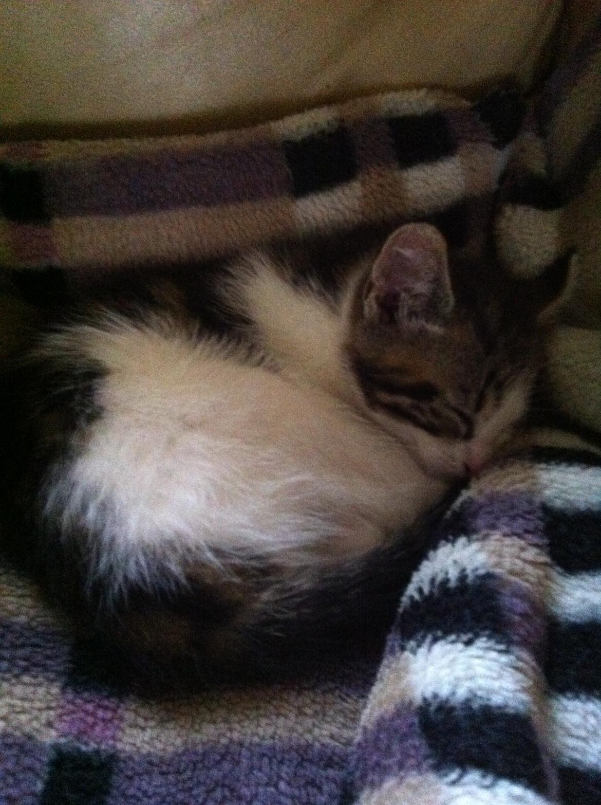 Blanding af racer Patrol billede 3