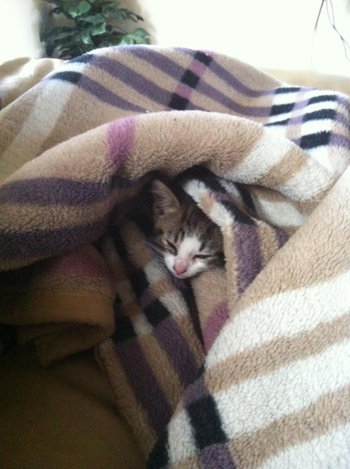 Blanding af racer Patrol billede 4