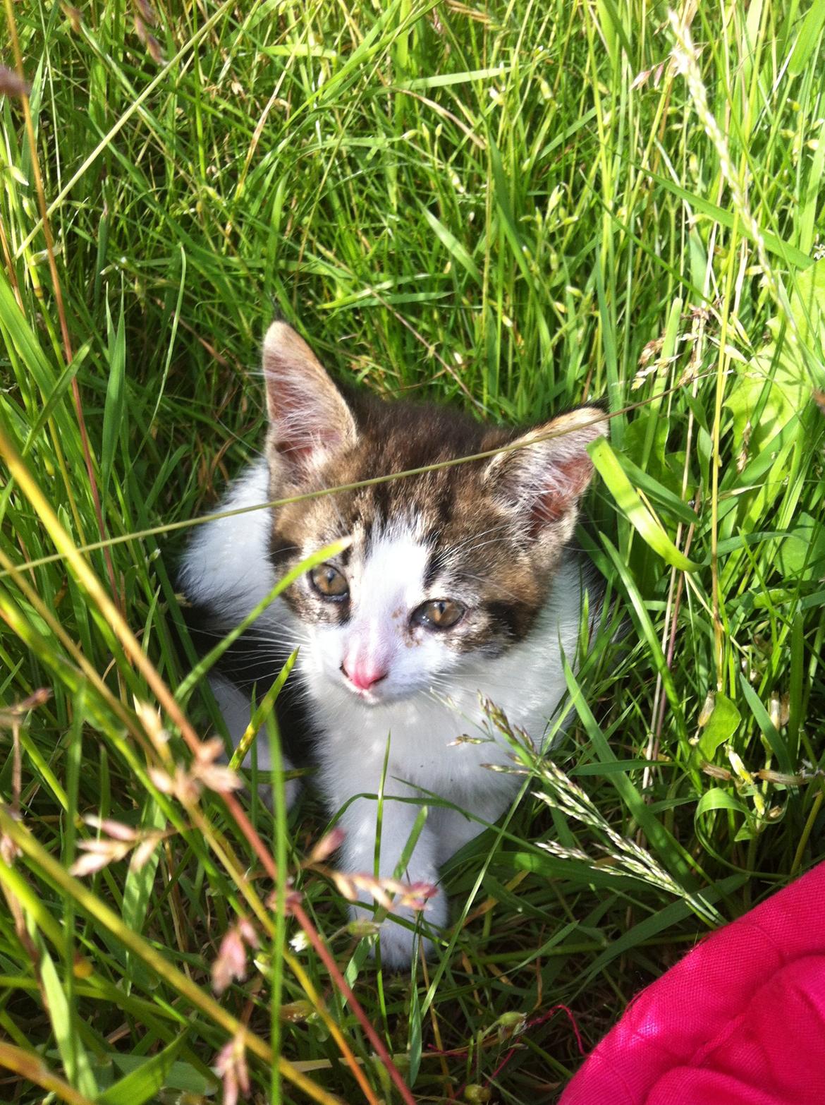 Blanding af racer Patrol - Første gang ude :) billede 5