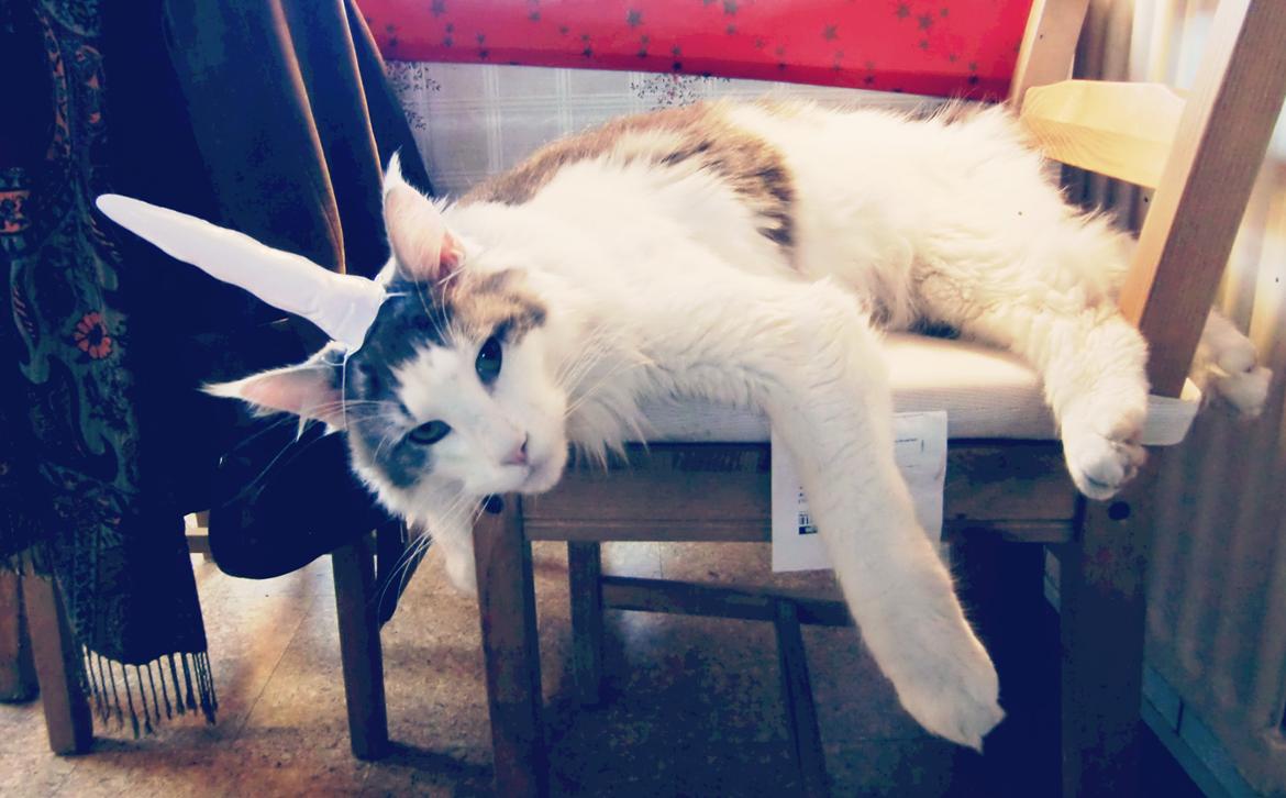 Maine Coon Milkiway - julen 2012 billede 4